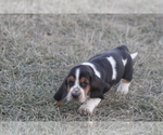 Small #4 Basset Hound