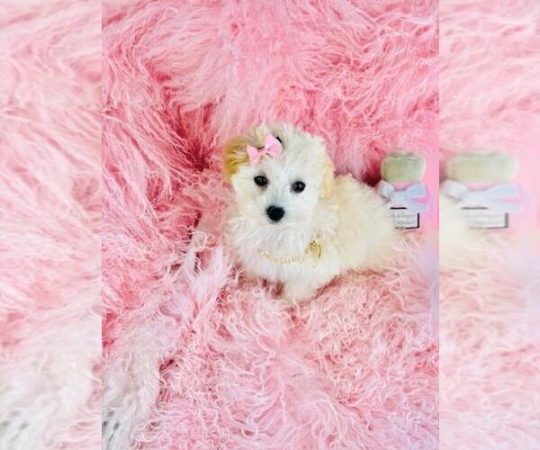 Medium Photo #6 Maltese Puppy For Sale in FORT LAUDERDALE, FL, USA