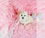 Small #5 Maltese