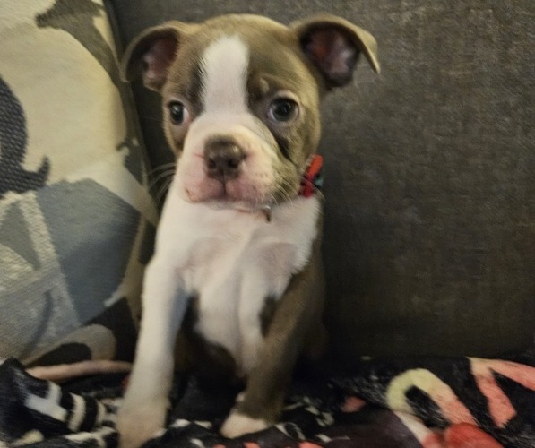 Medium Photo #1 Boston Terrier Puppy For Sale in ABILENE, TX, USA