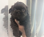 Small #3 Shih Tzu