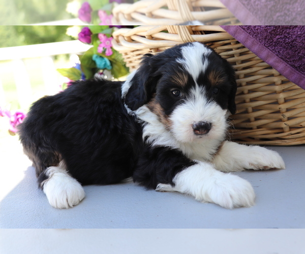 Medium Photo #4 Miniature Bernedoodle Puppy For Sale in SHILOH, OH, USA