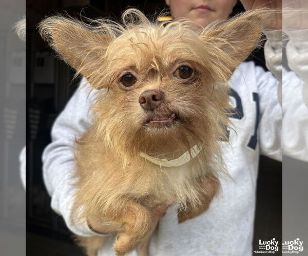 Medium Photo #2 Chihuahua-Unknown Mix Puppy For Sale in Washington, DC, USA