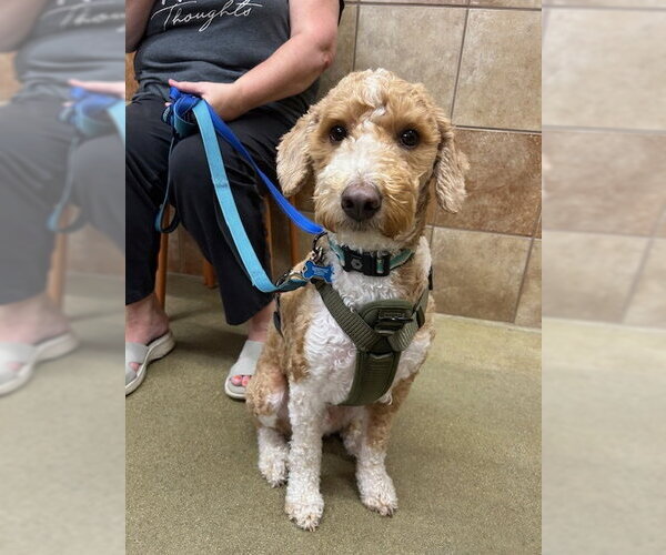 Medium Photo #1 English Shepherd-Poodle (Miniature) Mix Puppy For Sale in Stanhope, NJ, USA