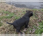 Small #7 American Bully