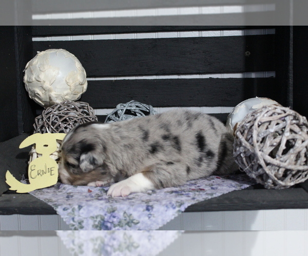 Medium Photo #2 Australian Shepherd Puppy For Sale in SEARS, MI, USA