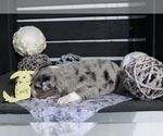 Small Photo #2 Australian Shepherd Puppy For Sale in SEARS, MI, USA