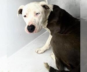 Mutt Dogs for adoption in Houston, TX, USA