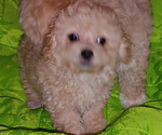 Small Photo #3 Maltipoo Puppy For Sale in VALLEJO, CA, USA