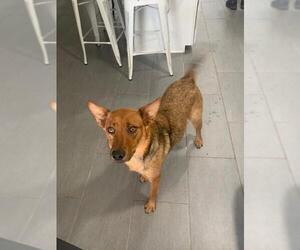 Cocoa - Female Carolina Dog-Unknown Mix Dog for Adoption - Photo #3