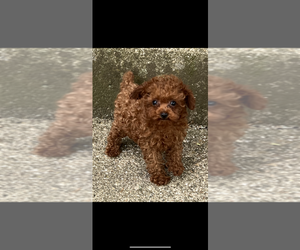 Poodle (Toy) Puppy for sale in NILES, MI, USA