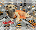 Small #1 Mutt