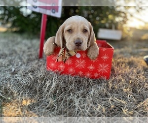 Medium Labrador Retriever