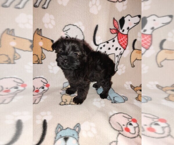 Medium Photo #4 YorkiePoo Puppy For Sale in LAPEER, MI, USA