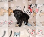 Small Photo #35 YorkiePoo Puppy For Sale in LAPEER, MI, USA