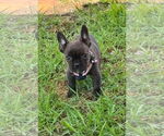Small #1 French Bulldog Mix