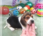 Small #4 Beagle