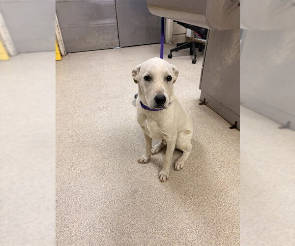Medium Photo #1 Labrador Retriever-Unknown Mix Puppy For Sale in Riverside, CA, USA