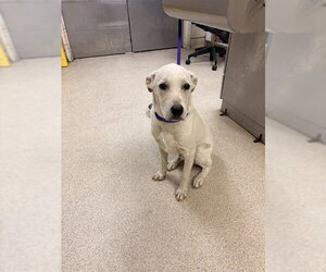 Labrador Retriever-Unknown Mix Dogs for adoption in Riverside, CA, USA