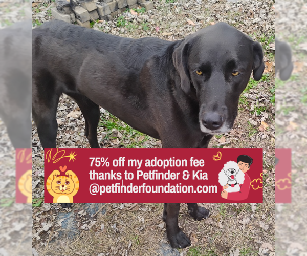 Medium Photo #3 Great Dane-Labrador Retriever Mix Puppy For Sale in Bolivar, MO, USA