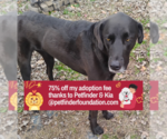 Small #2 Great Dane-Labrador Retriever Mix