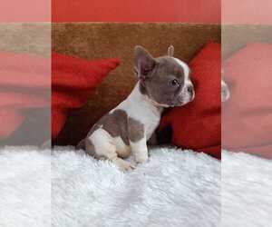 Free-Lance Bulldog Puppy for sale in SEBRING, FL, USA