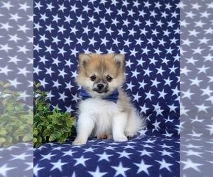 Pomeranian Puppy for sale in LINCOLN UNIVERSITY, PA, USA