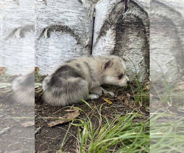 Medium Photo #12 Alaskan Klee Kai-Pomsky Mix Puppy For Sale in STAPLES, MN, USA