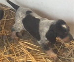 Small Photo #3 Bluetick Coonhound Puppy For Sale in KALISPELL, MT, USA