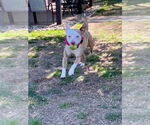 Small #11 American Pit Bull Terrier Mix