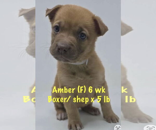 Medium Photo #5 Boxer-Unknown Mix Puppy For Sale in pomfret, CT, USA