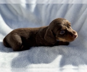 Dachshund Puppy for sale in DE KALB, TX, USA