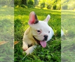 Small Photo #5 French Bulldog Puppy For Sale in LINDEN, TN, USA