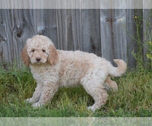 Goldendoodle-Poodle (Miniature) Mix Puppy for sale in NEW MARKET, TN, USA