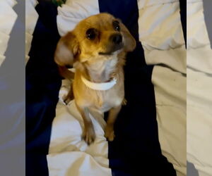 Chiweenie Dogs for adoption in Colton, CA, USA