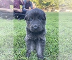 Small Photo #27 German Shepherd Dog Puppy For Sale in BOERNE, TX, USA
