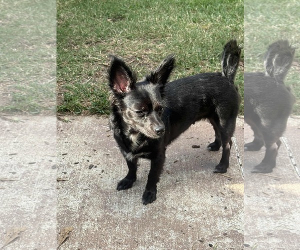 Medium Photo #2 Chion Puppy For Sale in Princeton, MN, USA