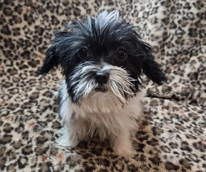 Shorkie Tzu Puppy for sale in WALSH, IL, USA