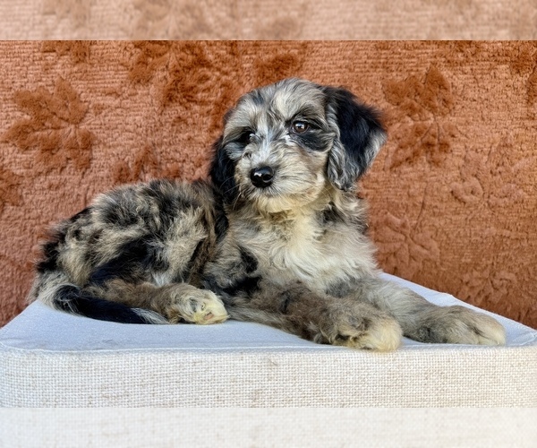 Medium Photo #2 Aussiedoodle Puppy For Sale in OCALA, FL, USA