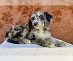 Small #1 Aussiedoodle
