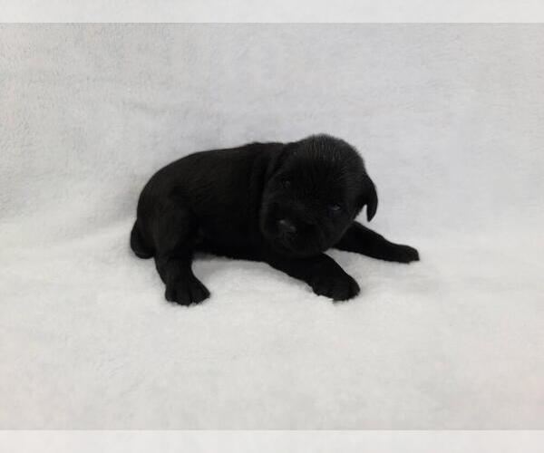 Medium Photo #1 Schnauzer (Miniature) Puppy For Sale in FORT LAUDERDALE, FL, USA