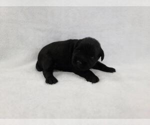 Schnauzer (Miniature) Puppy for sale in FORT LAUDERDALE, FL, USA