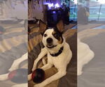 Small #3 Jack Russell Terrier Mix