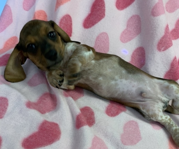 Medium Photo #1 Dachshund Puppy For Sale in ASHLAND, NE, USA