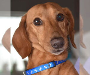 Dachshund Dogs for adoption in Shelbyville, TN, USA