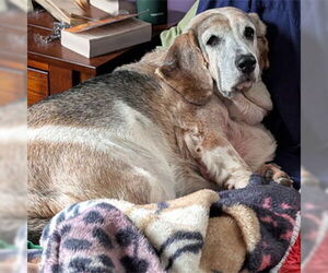 Basset Hound Dogs for adoption in Deepwater, NJ, USA