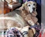 Small Basset Hound