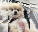 Small #7 Pomeranian Mix