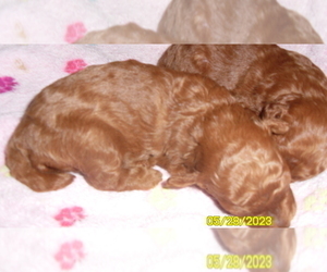 Poodle (Toy) Puppy for sale in DULUTH, GA, USA