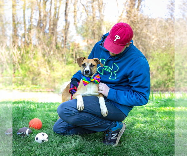 Medium Photo #9 Mutt Puppy For Sale in Unionville, PA, USA